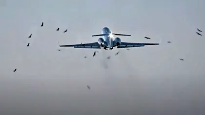 Video. Momentul în care un avion lovește un stol de păsări la decolare. Ce s-a întâmplat