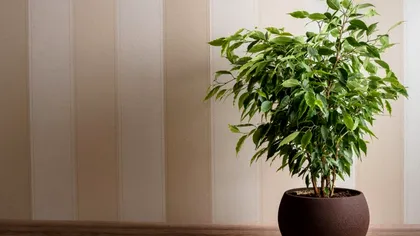 Trucul prin care ficusul tău va rezista pe parcursul iernii. Ce să faci la frunze