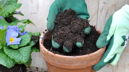 Cum faci să împrospătezi pământul vechi al plantelor din ghiveci. Aşa nu trebuie să cumperi altul nou