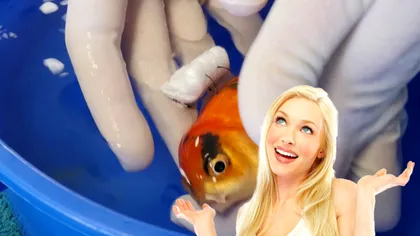 Bancul zilei. O blondă își duce peștișorul la veterinar