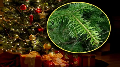 Ce trebuie să faci pentru ca bradul de Crăciun să reziste mai mult. Trucul ca să te bucuri de el mai mult de o lună