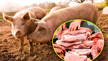 Cum calculezi greutatea unui porc fără cântar. Formula de calcul care te ajută să nu iei plasă la cumpărat