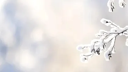 Cum să protejezi pomii iarna. Trucul grădinarilor profesioniști pentru a-i feri de îngheț