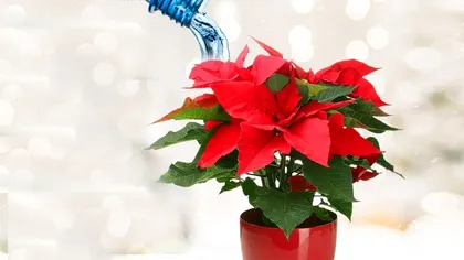 Cum se udă corect Crăciunița ca să reziste mai mult timp. Trucul ca să te bucuri de ea tot anul