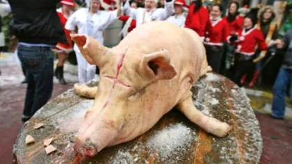 De ce se taie porcii de Crăciun. De unde vine tradiția Ignatului, de fapt