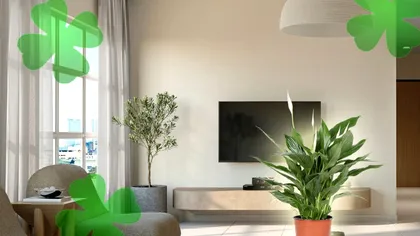 Planta care atrage mult noroc în casa ta. Este și ușor de îngrijit, nu trebuie udată des