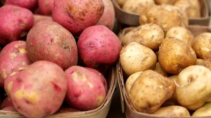 Ce diferențe sunt între cartofii albi și cartofii roșii. Care sunt cei mai buni pentru piure
