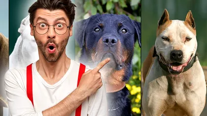 Cele mai periculoase rase de câini. Mușcătura lor poate fi fatală