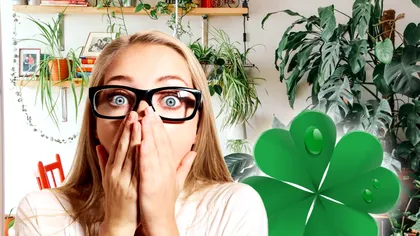 Planta de apartament care atrage norocul ca un magnet. E bine să ai câte una în fiecare cameră