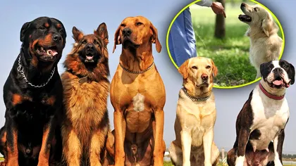 Rase de câini ușor de dresat. Ei sunt patrupezii care te ascultă imediat