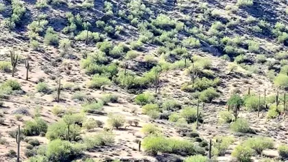 Test de IQ pentru început de săptămână. Găseşte calul ascuns în pădure în doar 7 secunde! Reuşeşti?