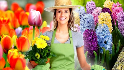 Ce se pune în vază ca lalelele sau zambilele să reziste mai multe zile. Trucul florăreselor din România