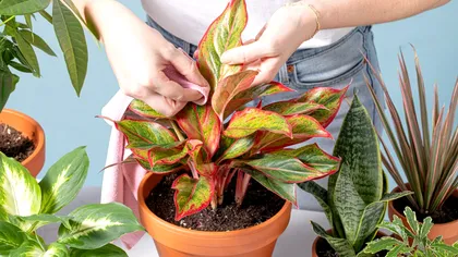 Plantele de interior care aduc dragostea în viața ta. Norocul se va schimba rapid