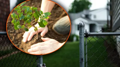 Ce se întâmplă dacă plantezi copaci pe terenul vecinului. Legea de care puţini români au habar