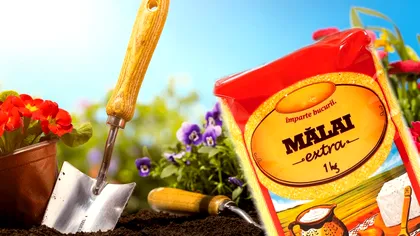 A presărat mălai în grădină, iar în câteva zile totul s-a schimbat. E trucul primăverii 2023, e genial