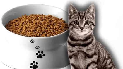 Alimente pe care pisicile le urăsc. Nu le simt deloc gustul. Ce produse preferă, de fapt