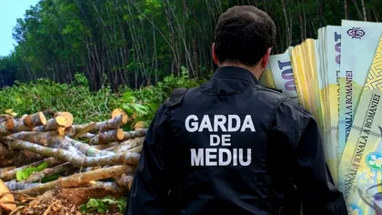 Amendă de 10.000 de lei pentru acești copaci tăiați. Greșeala sancționată dur de Garda de Mediu