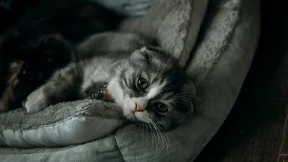 De câte ori pe zi trebuie să mănânce o pisică, de fapt. Detaliul de care să ţii cont pentru un animal sănătos