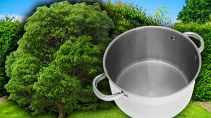 Ce înseamnă dacă vezi o oală pusă într-un copac din curte. Detaliul pe care sigur nu îl ştiai