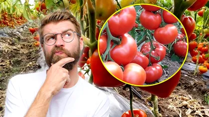 Ce înseamnă roșii hibrid. Cum se cultivă și ce gust au, de fapt