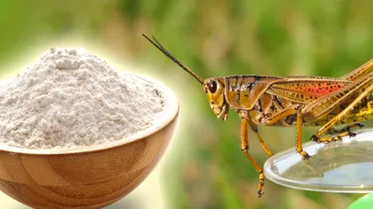 Ce mănâncă, de fapt, greierii care sunt transformați în făină. Dezvăluirile crescătorilor