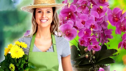 Ce să faci ca orhideea să înflorească mai repede. Secretul florăriilor