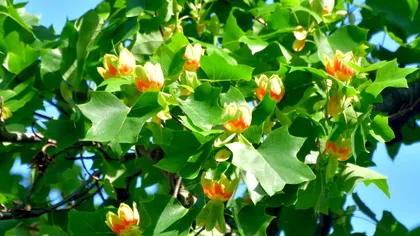 Copacul pe care nu trebuie să îl plantezi în curte. E periculos, poți scoate mulţi bani din buzunar din cauza lui! Puțini români au habar