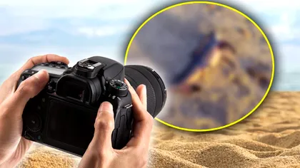 Creatura bizară descoperită pe o plajă de un bărbat. Ce i-a spus internetul că este animalul, de fapt