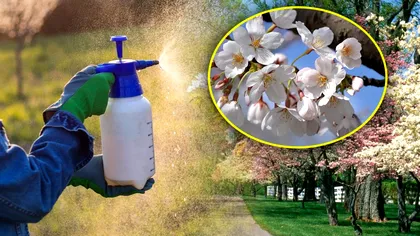Cu ce se stropesc pomii după înflorire. Amestecul care ține departe dăunătorii. Vei obține o recoltă bogată