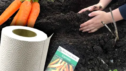 Cum plantezi morcovi cu hârtia igienică din baie. Trucul de care toți grădinarii trebuie să afle