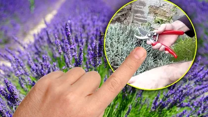 Cum se taie lavanda ca să aibă flori toată vara. Aşa te bucuri de ea până toamna
