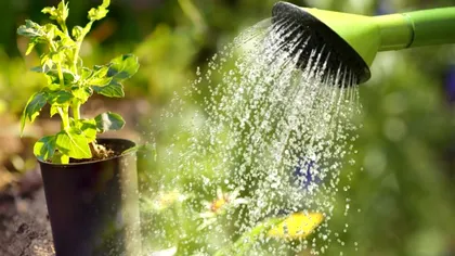 Cum se udă corect răsadurile. Aşa nu se mai usucă, secretul specialiştilor