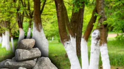 De ce se pun pietre în jurul pomilor fructiferi. Trucul genial descoperit de bunicii noștri VIDEO