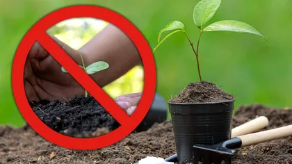 Floarea pe care nu trebuie să o plantezi în grădină. Poate provoca moartea, puțini români știu