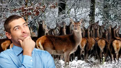 Iluzia optică a începutului de săptămână. Reușești să găsești pasărea din imaginea de mai jos? E mai greu decât pare