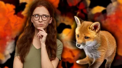 Iluzia optică a săptămânii. Găsești vulpea în doar 10 secunde? Ești un geniu dacă reușești