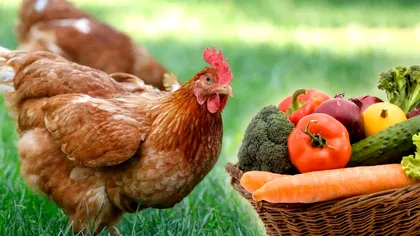 Leguma pe care nu trebuie să o mai dai crudă găinilor tale. Greșeala pe care o faci fără să îți dai seama