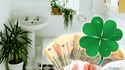 Planta de apartament pe care să o ţii în baie. Atrage norocul financiar, mulţi habar nu au