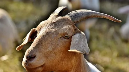 Ţapul tiran care a enervat toţi locuitorii unui sat. E vedetă locală, nimeni nu a scăpat de animalul buclucaş: „Ia rufele de pe sârme şi intră în casele oamenilor”