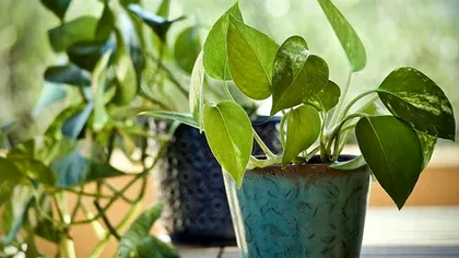 Plantele pe care trebuie să le pui la intrarea în casă ca să atragi banii și norocul