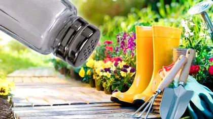 A presărat sare în grădină, iar în câteva zile totul s-a schimbat. O să faci şi tu aşa, e trucul anului