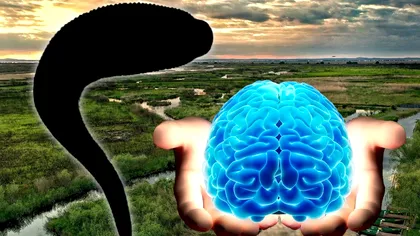 Animalul cu 32 de creiere care se află şi în România. E unic pe Pământ, de ce ne este frică de creatura ciudată