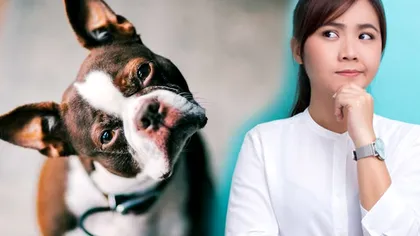 Câinele tău își înclină capul când vorbești cu el? Mesajul e mai profund decât ai fi crezut