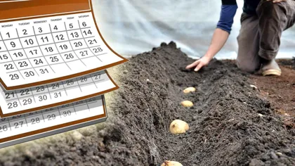 Când se plantează cartofii primăvara. Cum alegi cel mai bun loc din grădină ca să ai o recoltă bogată