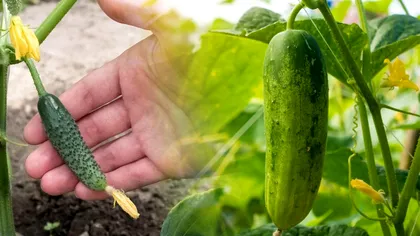 Când se plantează castraveții. Ce trebuie să faci neapărat câteva săptămâni la rând ca să obții o recoltă bogată