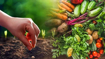 Când trebuie să plantezi legumele și florile în grădină. Detaliul de care mulți oameni nu au habar