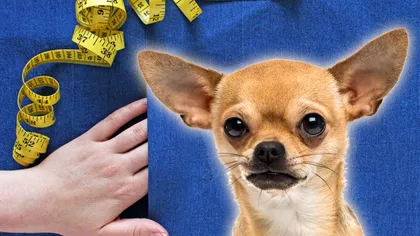 Cât de mic poate să fie 'cel mai mic căţel din lume'. Proprietarul îl ţine în buzunar. Foto