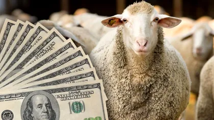 Câți bani costă cele mai scumpe oi din lume. Prețul este incredibil
