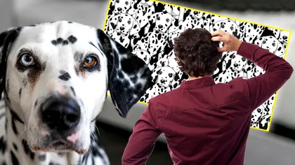 Câţi câini fără pete sunt în imaginea de mai jos? Puţini reuşesc să dea răspunsul corect, ai curaj să încerci?