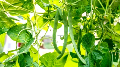 Ce să nu plantezi niciodată lângă fasole în curtea ta. Recolta va suferi, detaliul de care sigur nu știai